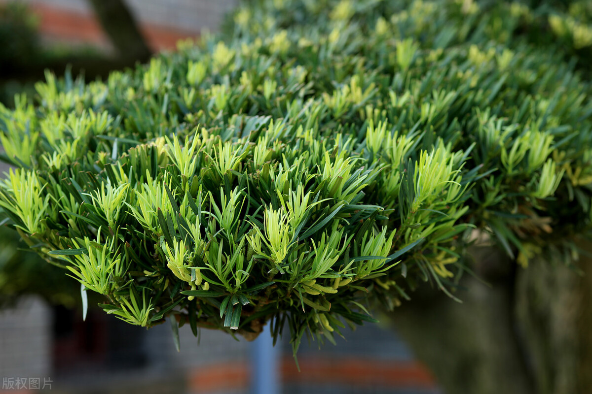 院子里有一片空地适合种什么,院子里有块空地种什么菜