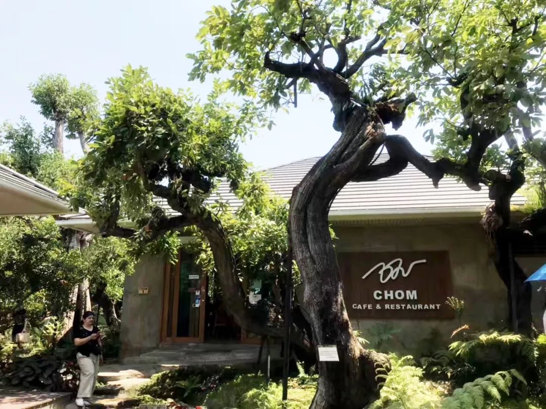 泰国清迈特产水果,泰国清迈的玫瑰