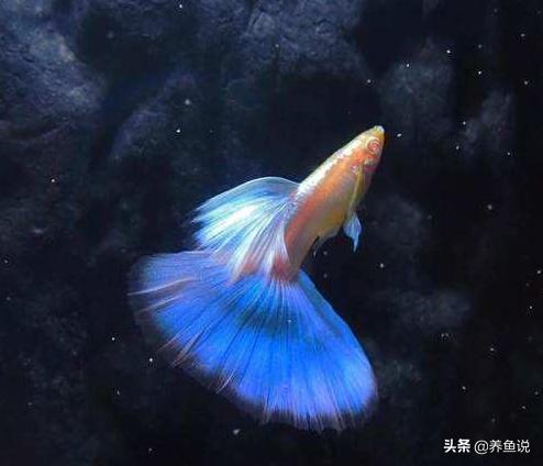 辟谣：孔雀鱼不能在酸性水质里养，现在的孔雀鱼弱酸弱碱“通吃”