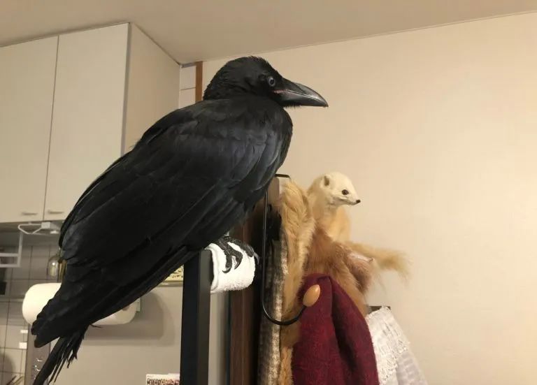 图集|如果侃爷当了美国总统，大家岂不是可以看第一夫人开车？