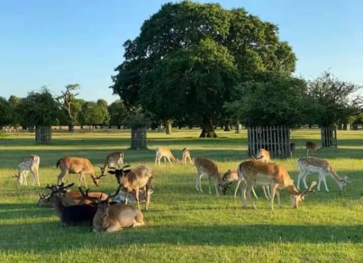 Kensington、Kingston傻傻分不清？带你走进国王的领地金斯顿