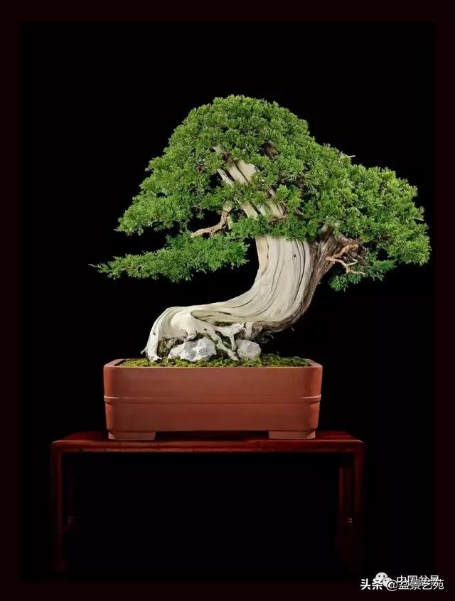 玩盆景必备栽种知识,观赏盆景的意境