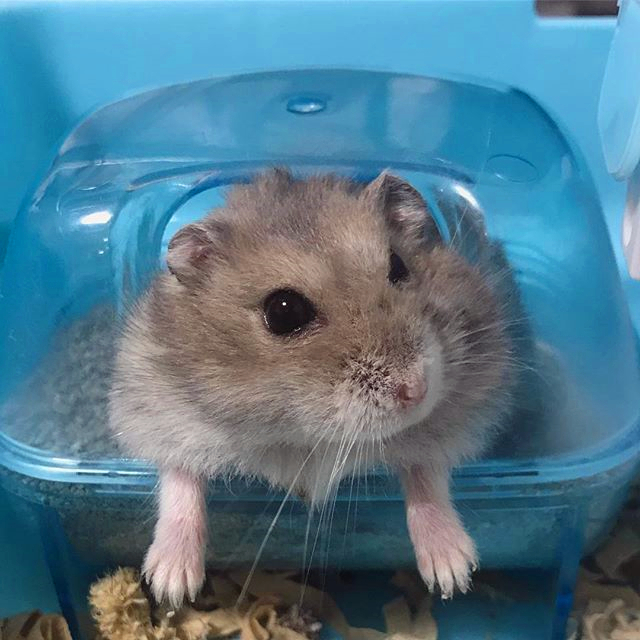 仓鼠陪主人复习功课，因玩性太重，无奈被送回鼠笼