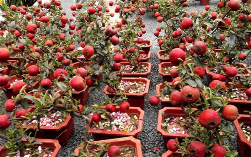 山楂盆景怎么养才能开花,山楂盆景如何造型