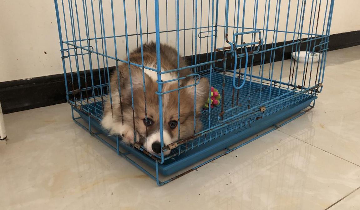 买回来的狗狗一天到晚狂吠不止，你的胡乱操作会把他变成流浪狗