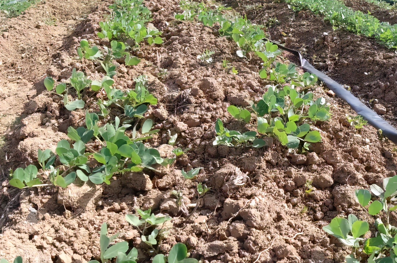 花生根腐茎病怎么治,花生根腐病原因治疗方法