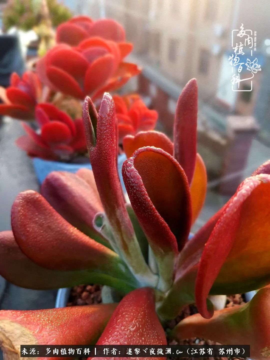 围观多肉版武林大会，一起穿越吧,下