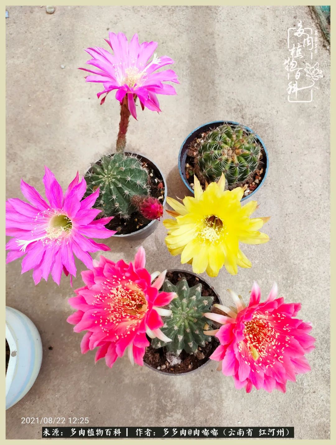 这个春天我们一起去赏花,这个季节我们一起去看花