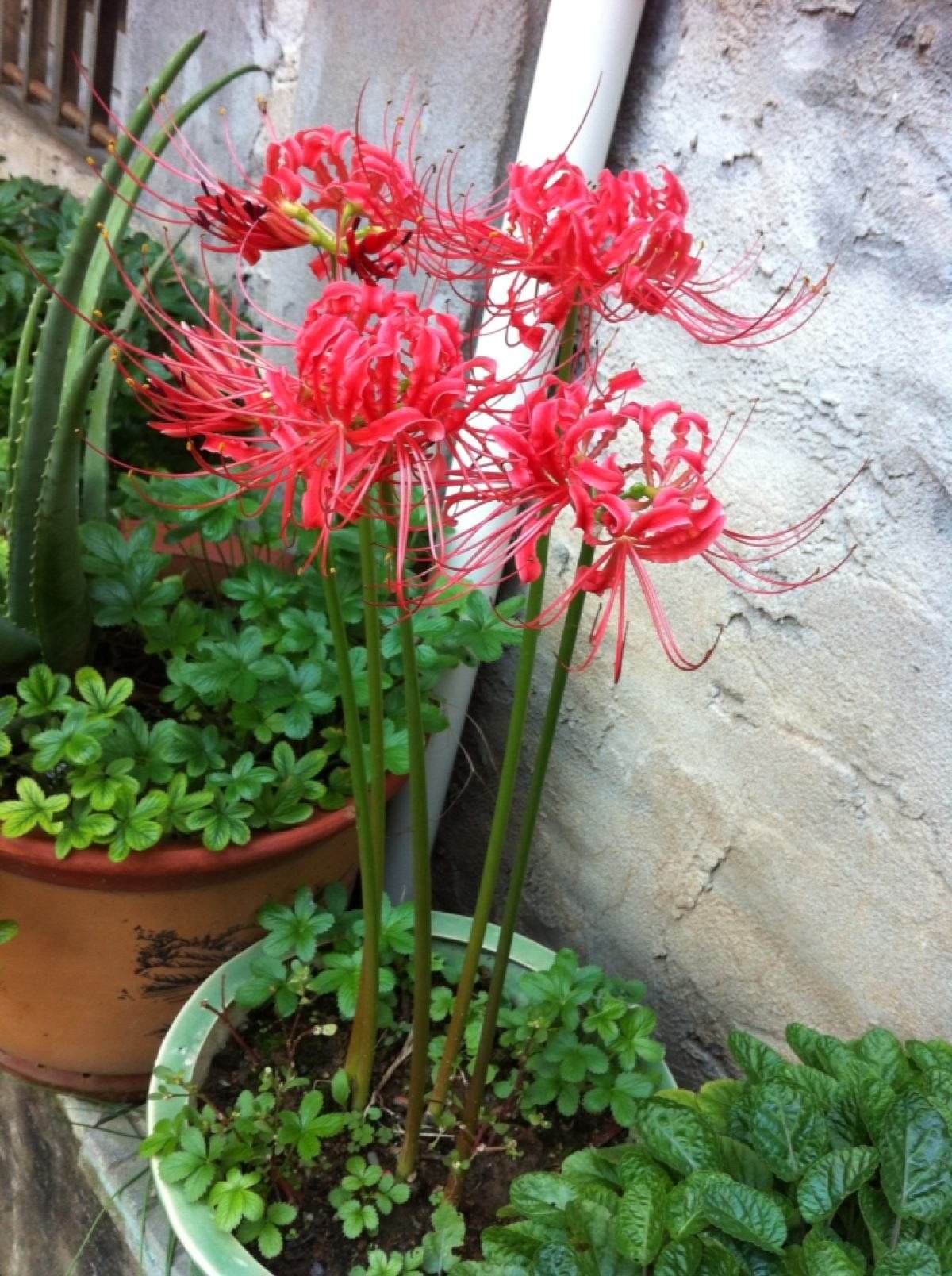 彼岸花可以种在院子里面,彼岸花不能放在什么地方