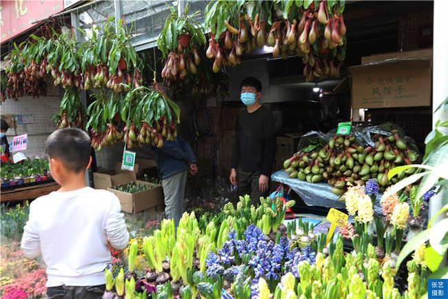 广州逛花市去哪里最好,广州岭南花卉市场人气旺似行花街