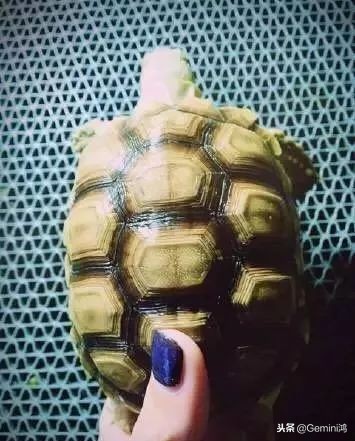 文玩小乌龟,文玩乌龟代表什么