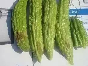 瓜类病害治疗药,瓜类主要病害有哪五条