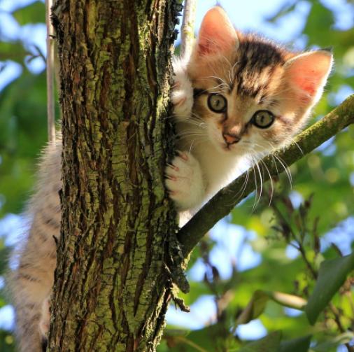 猫咪幼崽困在树上怎么办,猫咪爬到树上下不来怎么办