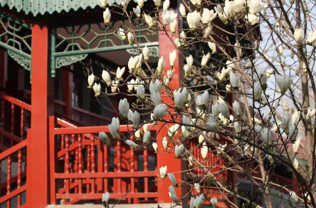 西城教育巡礼|鲁迅中学：让学生绽放最优秀的自己