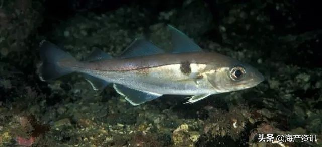 真鳕鱼科普,真鳕银鳕黑鳕鱼
