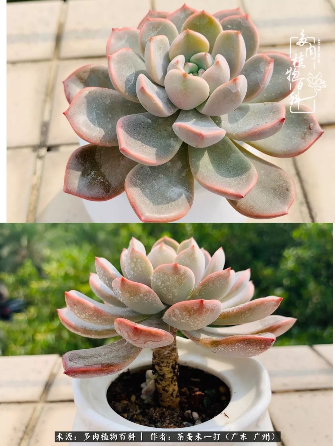 在冬日阳光下，记一个多肉小白的养肉历程