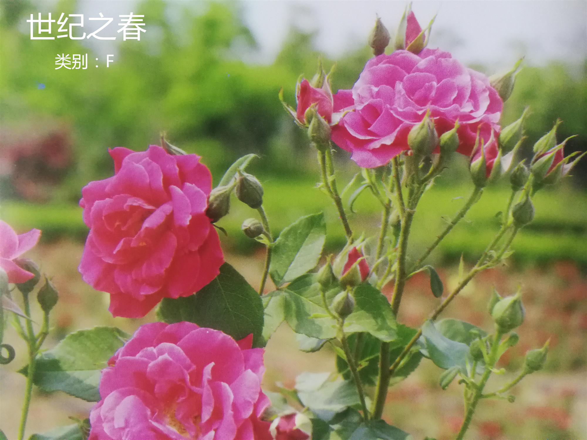 月季花简称,月季花的种类及英文名称