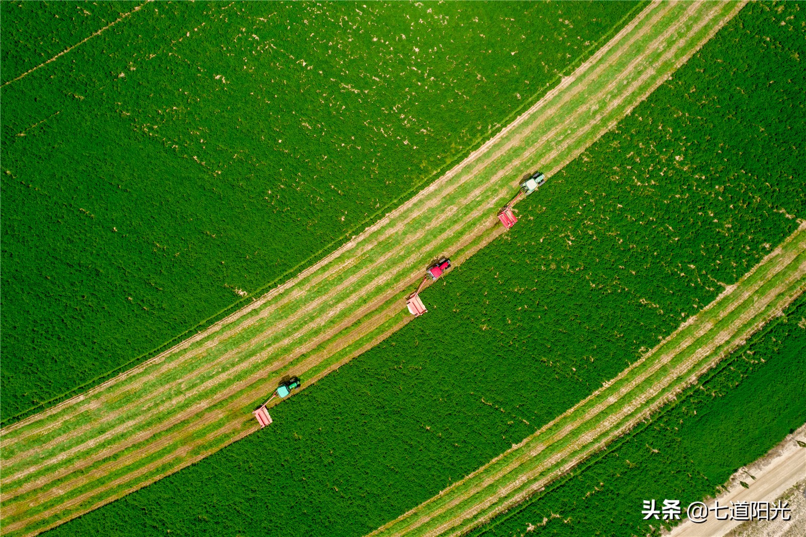 宁夏红寺堡玉米收割,宁夏红寺堡农活视频