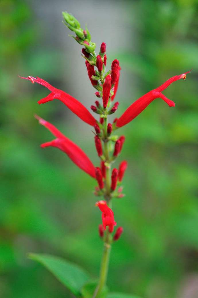 八种身兼多职的鲜花，既是鲜花又是香料！