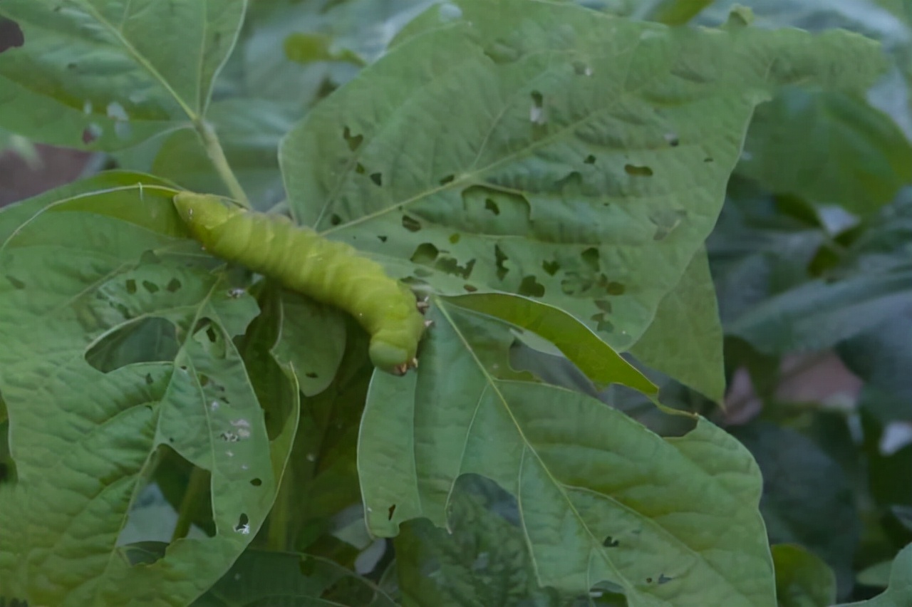 黄豆的虫害有哪些,黄豆地里都有什么虫子