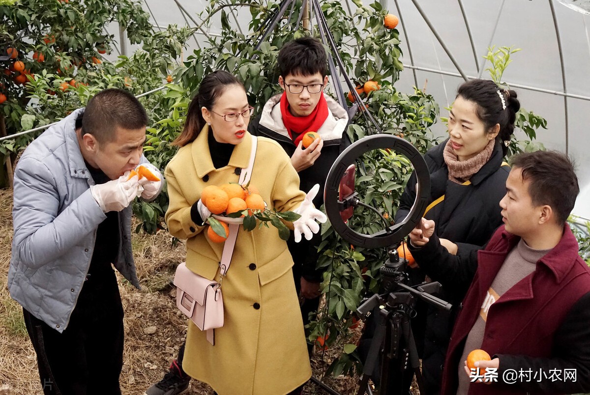 适合农村创业的最新致富项目,平原地区农村创业致富的好项目