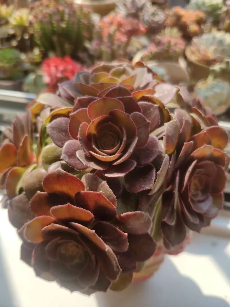 每一棵多肉都承载了一段时光,每一棵多肉都是独一无二