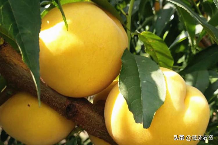 果实转色期要怎么办,果实转色期你用对了吗