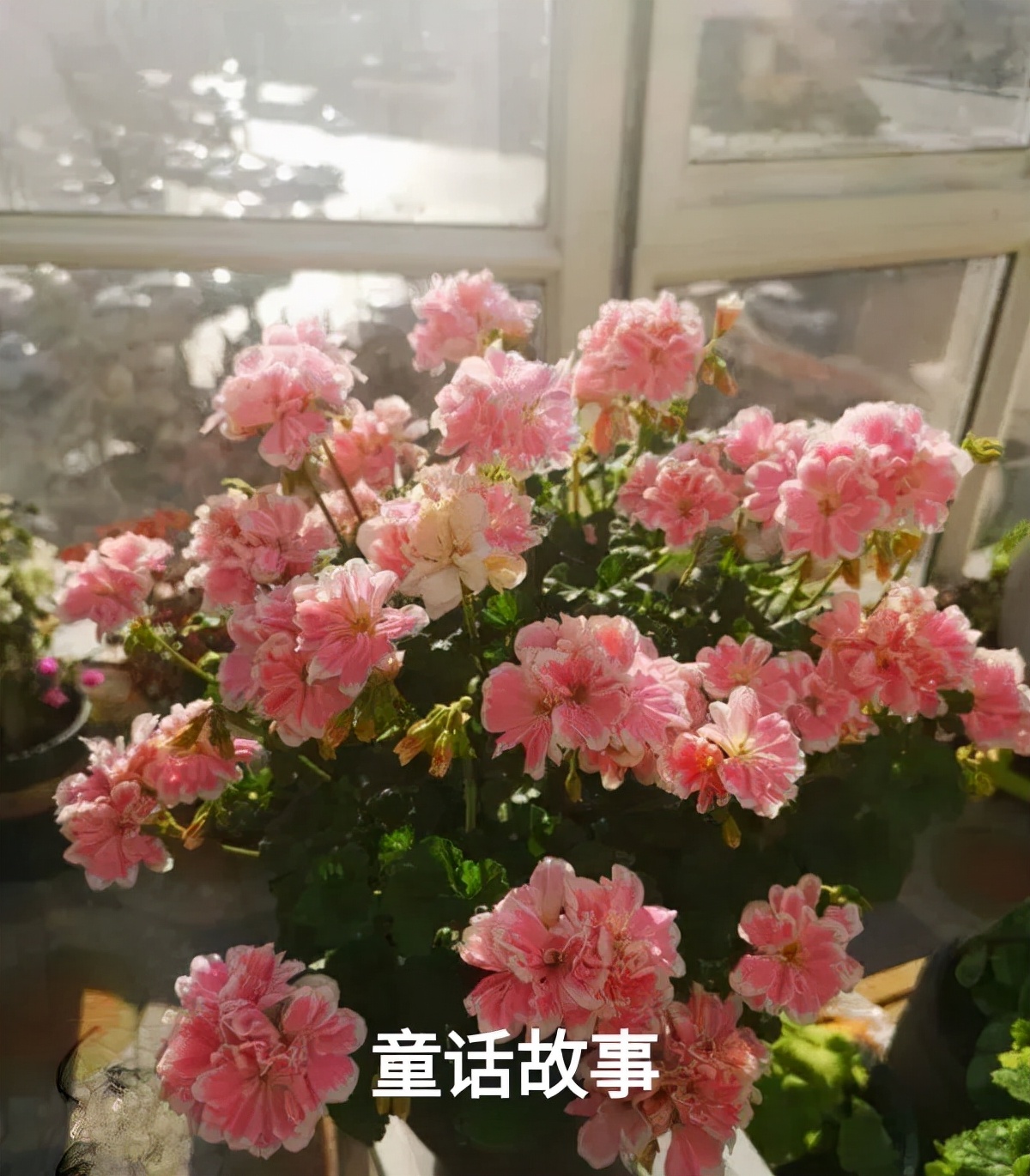 阳台天竺葵容易爆花品种,天竺葵最能开花的品种