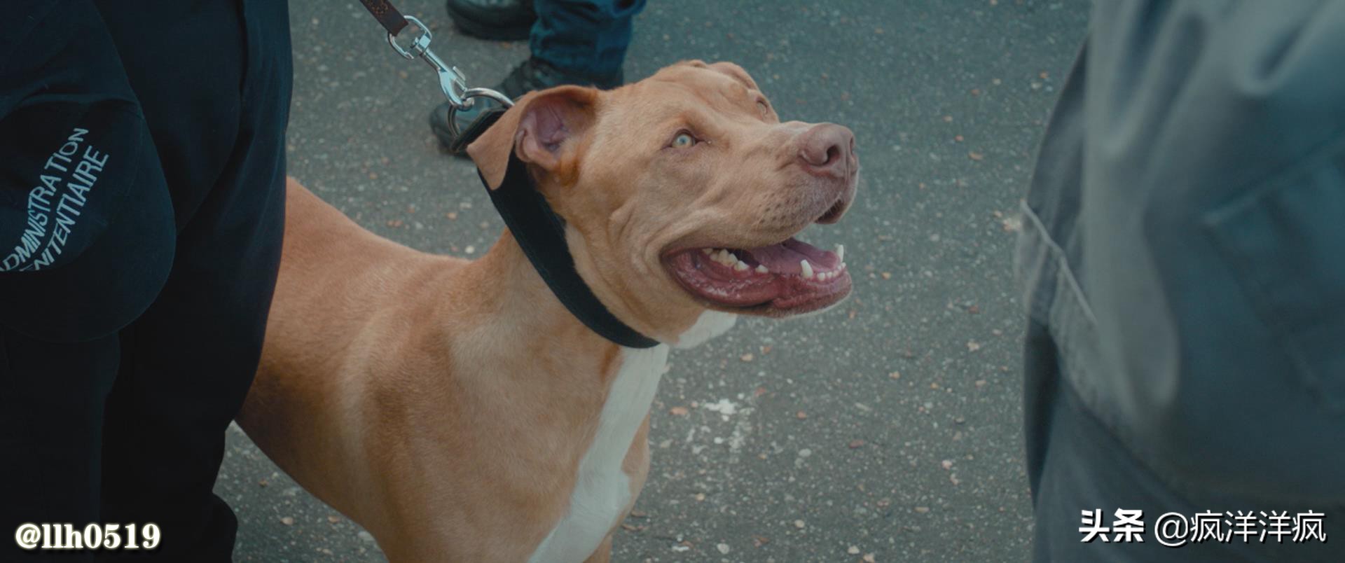 城市猎人丘比特,城市猎人香水推荐