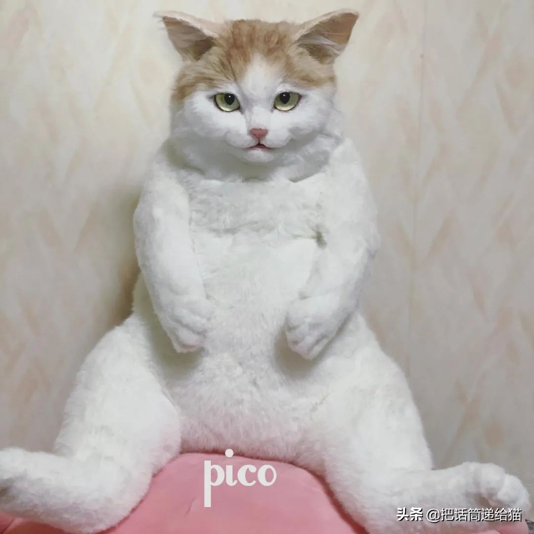 日本网红猫包,日本网红猫咪包