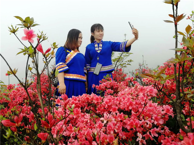 广东杜鹃花风景区最佳观赏期,清远金子山杜鹃几月份开