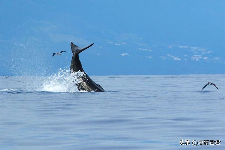 斯里兰卡最新购物攻略视频播放,斯里兰卡购物攻略和必买清单