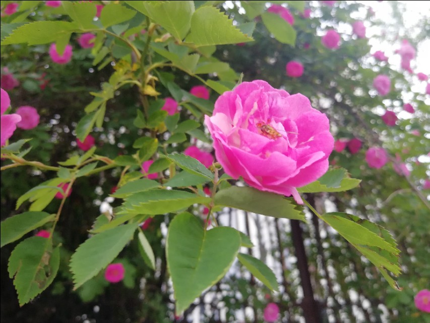 杨贵妃与历史,杨贵妃历史上的爱情故事