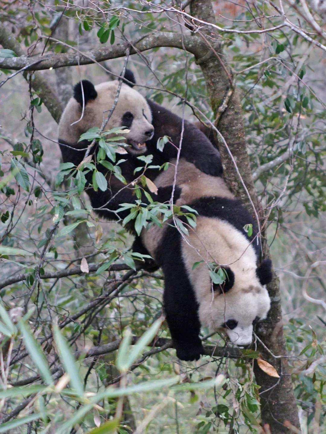 大熊猫是如何进行繁殖保护的,大熊猫没有天敌为什么要保护