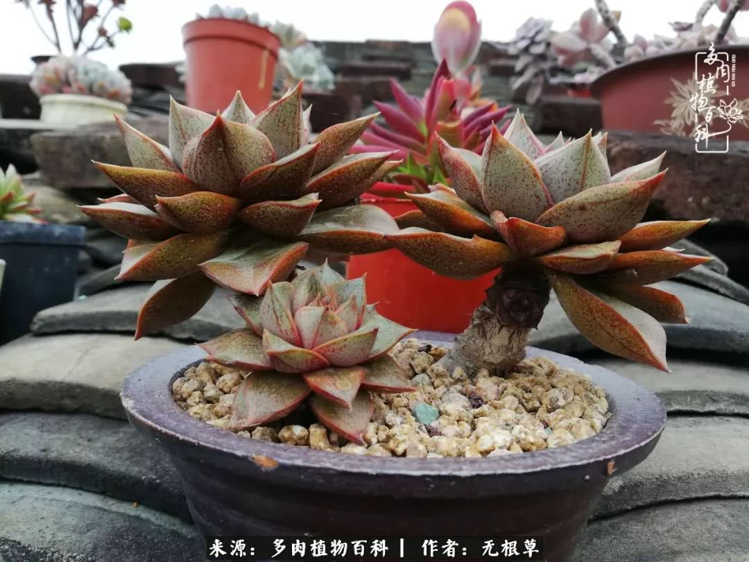 多肉寒冬中茁壮成长,多肉岁月的沉淀