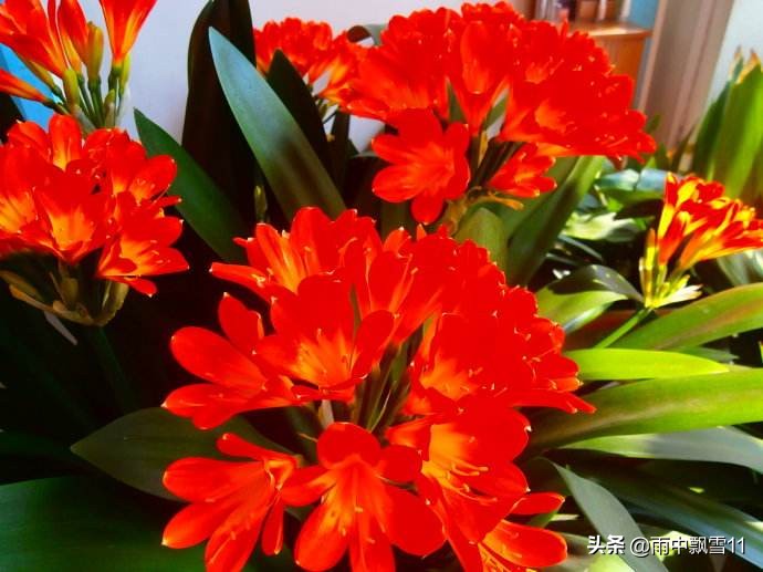 君子兰不开花用什么方法能开花,养护君子兰牢记15个字不愁不开花