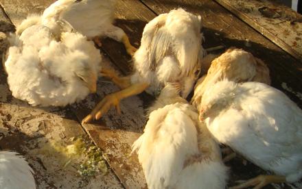 鸡张口呼吸拉白色粪便是什么原因,鸡呼吸困难拉白色稀粪怎么治