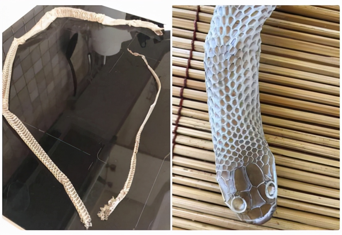 澳洲女子开窗发现蟒蛇,澳洲女子发现蟒蛇