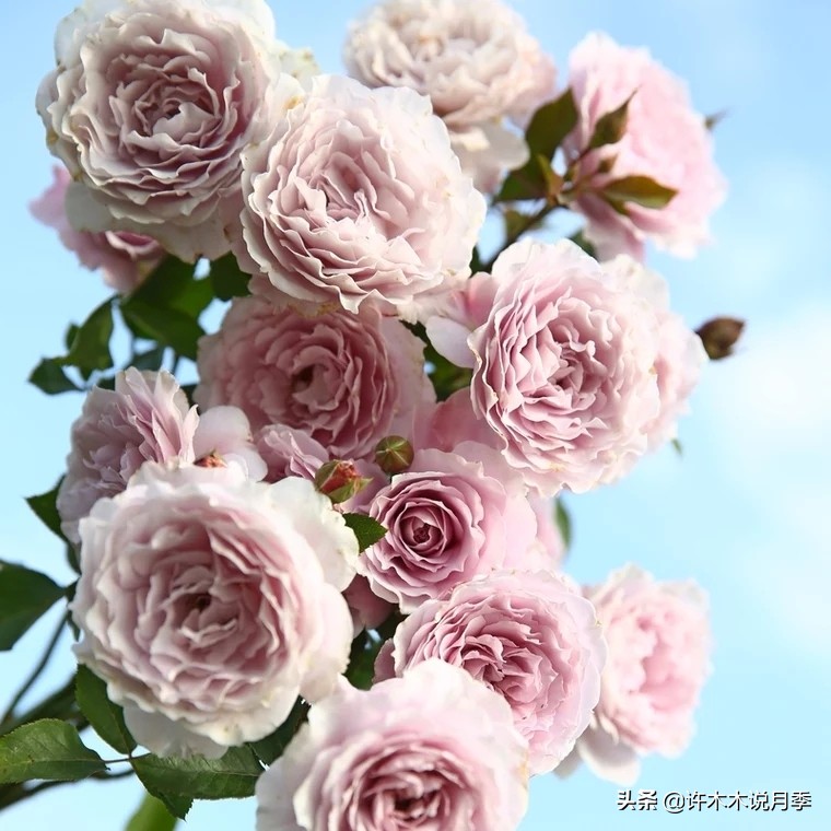 比较香又好养的月季 (颜值高又好养的月季适合阳台党的)