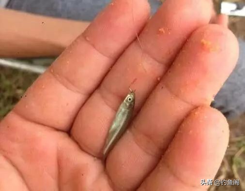 想钓鱼要先会打窝,想钓鱼用什么鱼饵