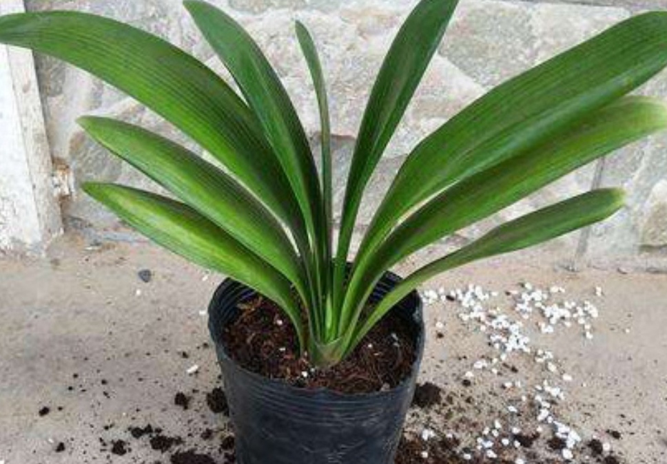 君子兰烂根了用生根液浇行吗,君子兰烂根后可以用碘酒杀菌吗