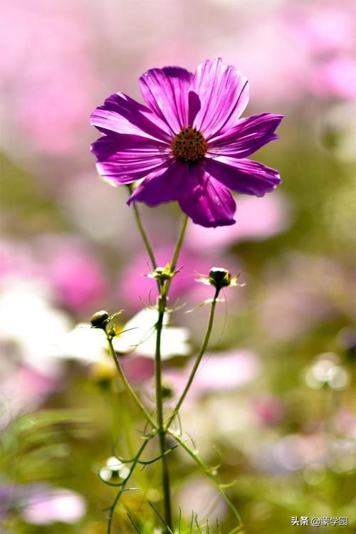 五月繁花似锦生机盎然,繁花似锦的六月诗词