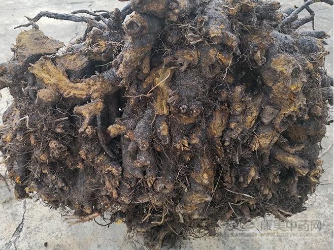 金银花芦根虎杖广藿香板蓝根,板蓝根金银花牛蒡子虎杖