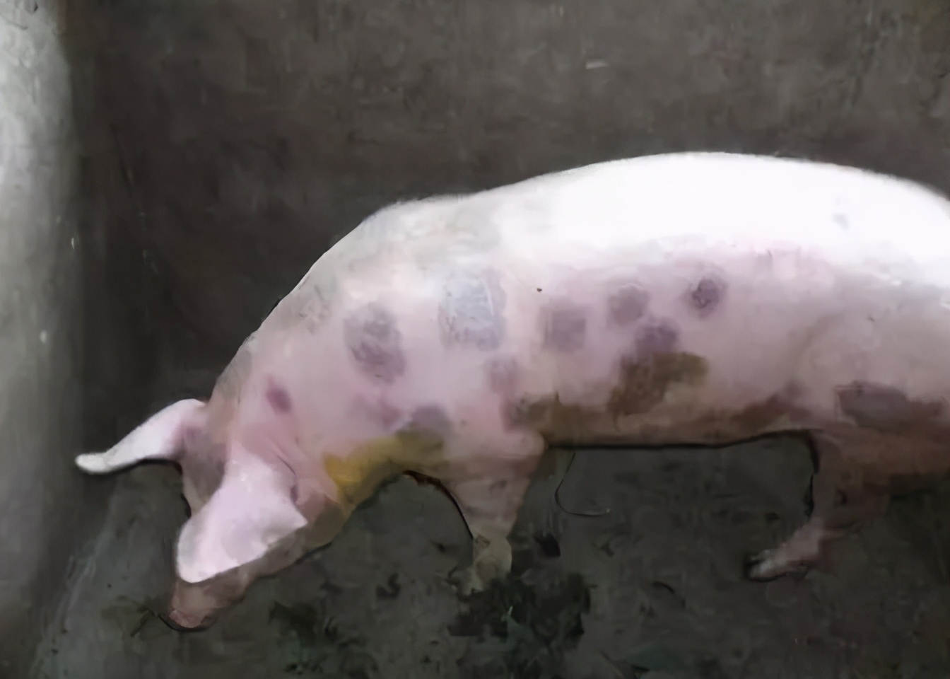 育肥猪耳朵发紫会是蓝耳病吗,蓝耳病猪耳朵为何会发紫