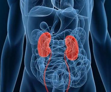 六味地黄丸和滋阴补肾丸效果区别,六味地黄丸和金匮肾气丸作用区别