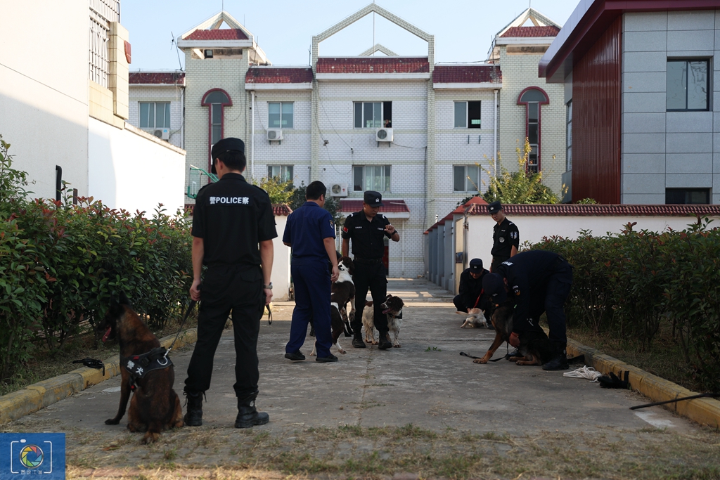 警犬训犬师的工作和生活,如何成为一名合格的警犬训导员