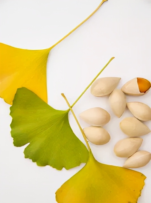 银杏果有毒吗银杏果怎么吃,银杏鲜果有毒吗