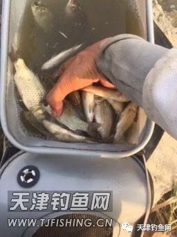 轻口鲫鱼漂如何调漂,黑坑滑口轻口鲫鱼调漂