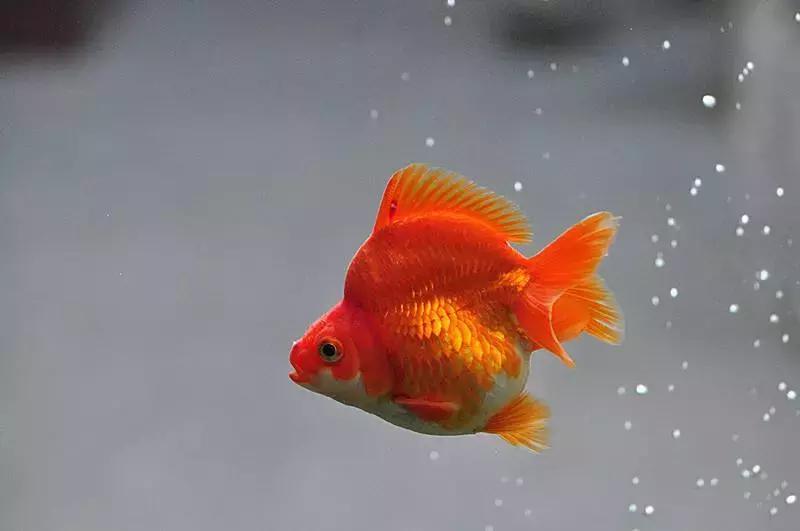 三年级上册第9单元的作文,喜欢的小动物三年级300多字作文