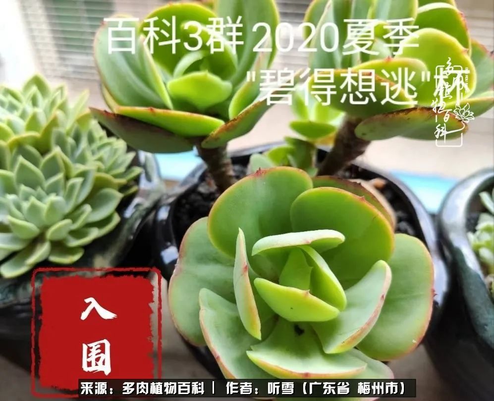 爱上多肉精致生活,爱上多肉我们的减压法宝